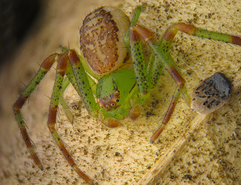 Diaea dorsata, maschio - Subirago (VA)